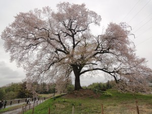 樹高17メートルの一本桜「わに塚の桜」